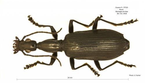Réf. 222 510 : Agra sp.